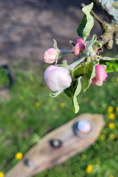 Apfelblüte