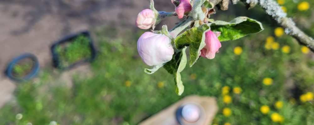 Apfelblüte