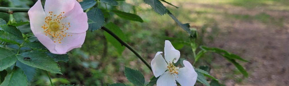 Heckenrose