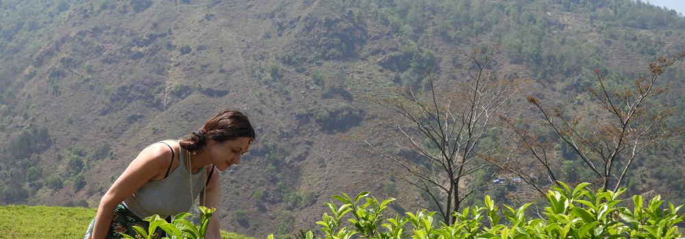 Teefeld in NEpal